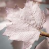 Sullivans Artificial Pale Maple Leaf Stem Brown 41"H - 2 of 2