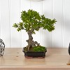Decorative Podocarpus Plant with Moss Planter - Indoor Silk Tree Accent - 6x8x2.75 Inch - 3 of 3
