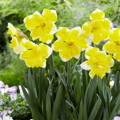Daffodils Banana Splash Set of 12 Bulbs - Van Zyverden