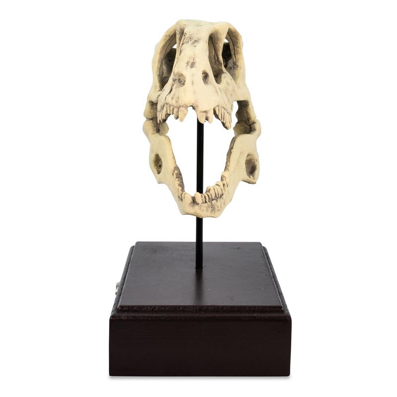Surreal Entertainment Jurassic World Velociraptor Skull Paperweight Replica | 8 Inches Tall, 4 of 11