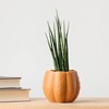 Pumped for Fall Orange Live Houseplant - Good Little Garden™ - 4 of 4