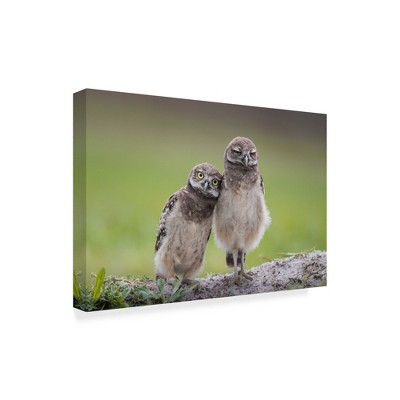 Trademark Fine Art -Greg Barsh 'Friends Owls' Canvas Art