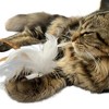 Unique Bargains Cat Feather Plaything Cat Wand Replacement Feather Fluffy Plume White Brown 3 Pcs - 3 of 4