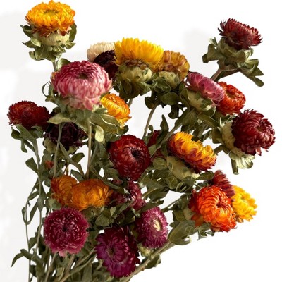 Alilang Vibrant Dried Flowers Strawflower Bouquet for Home Decoration, 17.8 Inches - Many Colors