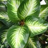National Tree Company 24" Hosta Plant: Indoor/Outdoor Faux Greenery, Brown Pot, Polyethylene - 4 of 4