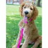Country Brook Petz Premium Nylon Dog Collar with Metal Buckle for Small Medium Large Breeds - Vibrant 30+ Color Selection - 3 of 4