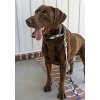 Country Brook Petz Martingale Dog Collar - Camouflage Collection - 2 of 4