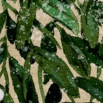 harvest pine