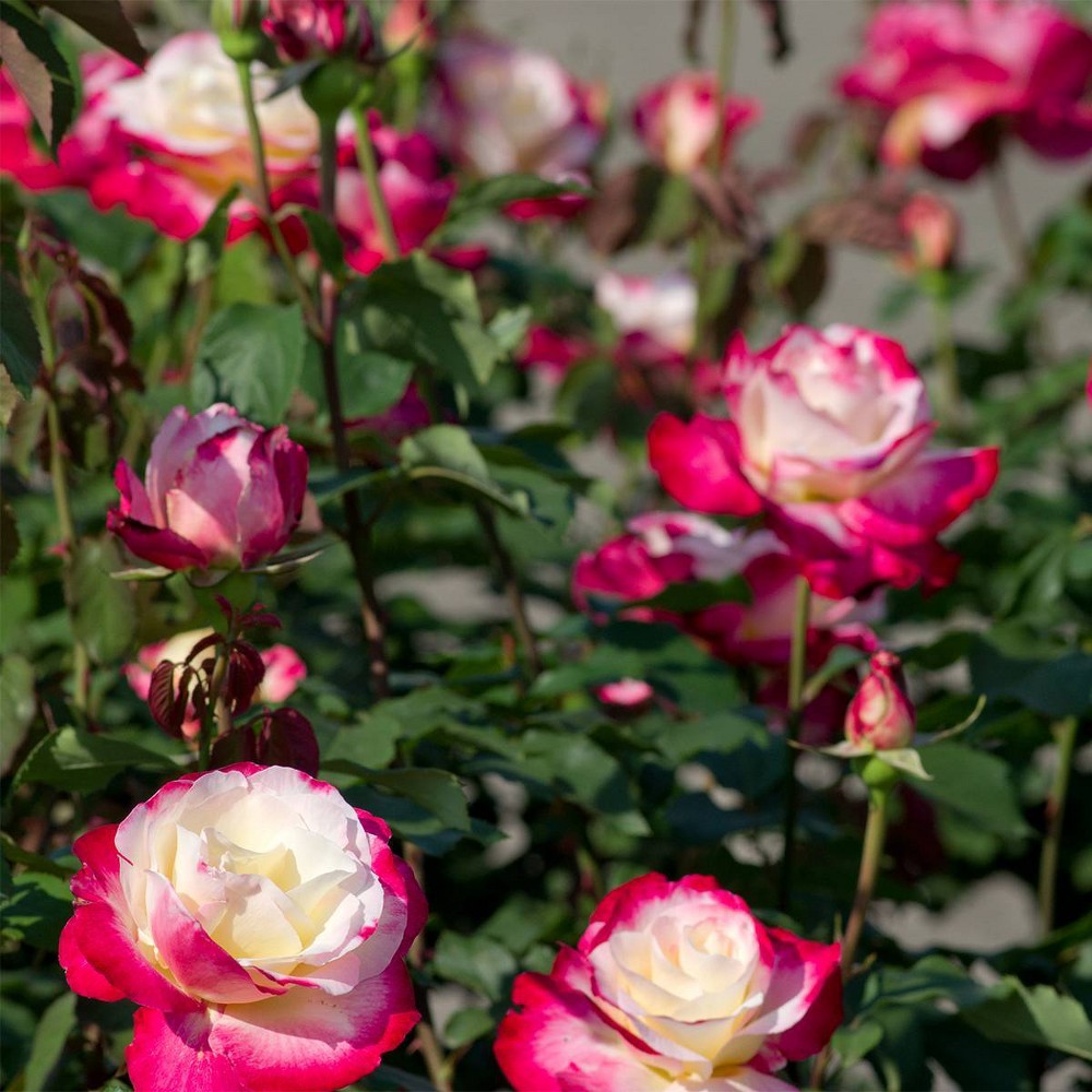 Van Zyverden Roses Double Delight Root Stock