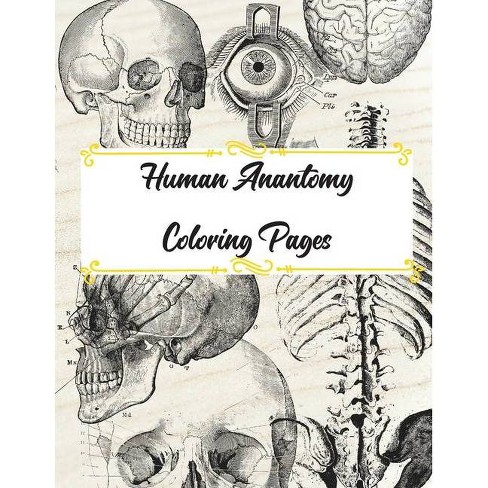 Download Human Anatomy Coloring Pages By Kyla Burton Paperback Target