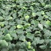 Floral Home 10" Green Boxwood Mat - 12-Piece - 2 of 4