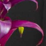 charcoal, teal, gray, rust, dustysage, lightgray