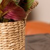 
Live 4" Red Maranta Potted Houseplant - 3 of 4
