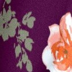 dark berry romantic rose