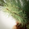 2.5' Sullivans Tabletop Black Hills Pine Tree, Green - 2 of 3
