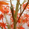 2Pack Autumn Maple Artificial Fall Tree,Faux Red Maple Leaves Silk Maple Tree  with Planter for Thanksgiving Harvest Fall Festival Party Home Decor - 3 of 4