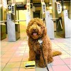fabdog MTA NYC Metrocard - 4 of 4