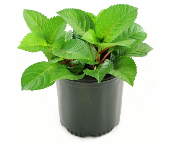 Hydrangea 'Nikko Blue' 1pc U.S.D.A. Hardiness Zones 6-9 Cottage Hill 2.5qt