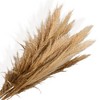 Alilang Natural Pampas Grass and Bunny Tail Dried Floral Arrangement, 17.5 Inches - Gray - 4 of 4