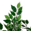 Northlight Artificial Variegated Leaf Ficus Potted Plant - 47" - 3 of 4