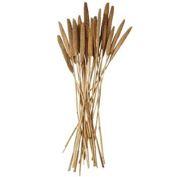 20'' x 1'' Dried Plant Bunny Tail Natural Foliage with Long Stems Brown - Olivia & May
