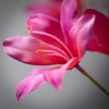 Sullivans Artificial Barbie Pink Blossom Spray 41"H - 2 of 2