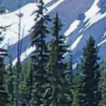 rustic plank white narrow