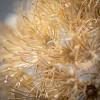 29"H Sullivans Dried Natural Cream Allium, Cream - 2 of 2