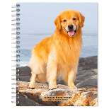 Browntrout 23-2024 Weekly/Monthly Planner 7.5"x7.125" Golden Retrievers