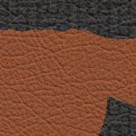 texas longhorns