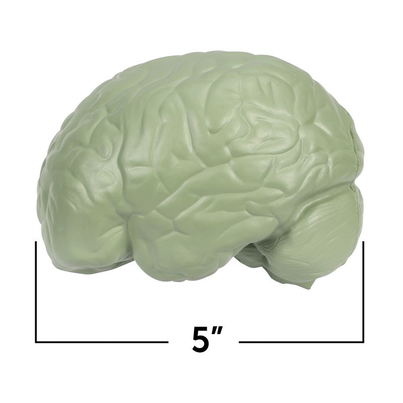 Learning Resources Cross-Section Brain Model, 5" Long, Ages 7+, 3 of 7