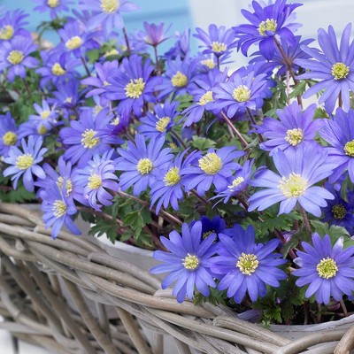 Wind Flowers Anemone Set of 100 Bulbs - Blue - Van Zyverden