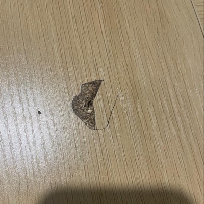 Guest review image 1 of 4, zoom in