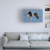 Trademark Fine Art Jun Zuo  Bald Eagle Catching a Big Fish Canvas Wall Art - 2 of 4