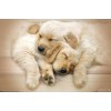 Trends International Keith Kimberlin - Puppies - Golden Retrievers Cuddling Unframed Wall Poster Prints - 4 of 4
