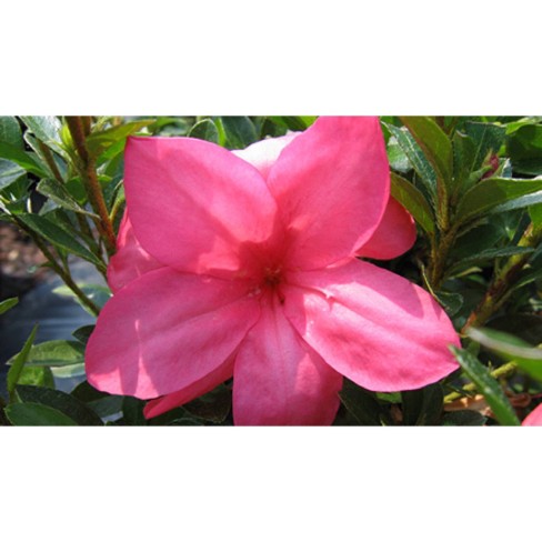 2.25gal Macrantha Pink Azalea Plant With Pink Blooms - National