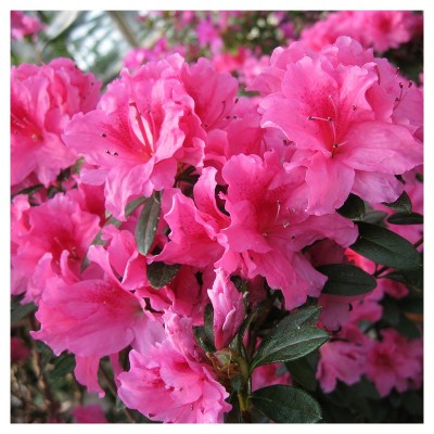 Floramore Azalea 'Pink' 1pc - National Plant Network - U.S.D.A. Hardiness Zones 7 - 9