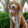 Country Brook Petz HossFit Jr Wide Martingale Dog Collar - Sports and Athletics Collection - 3 of 4