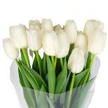 Fresh Cut White Tulip Flowers - 15 stem - Spritz™