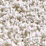 pure ivory