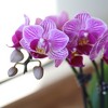 Live 4" Pink Duo Orchid Houseplant in Dot Planter - 4 of 4