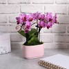 Live 4" Pink Duo Orchid Houseplant in Dot Planter - 2 of 4