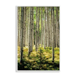 Stupell Industries Small And Tall Birch Forest Framed Giclee Art - 1 of 4