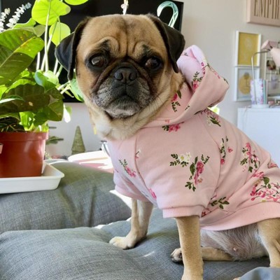  Garronmavis Aesthetic Butterfly Pet Dog Hoodies Graffiti  Morpho Dogs Clothes Sweaters with Hat Butterflies Art Stylish Sweatshirt  Outfits for Dog Boy and Girl Size - S : Pet Supplies