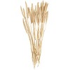 20'' x 1'' Dried Plant Bunny Tail Natural Foliage with Long Stems White - Olivia & May: Elegant Home Accent - 4 of 4