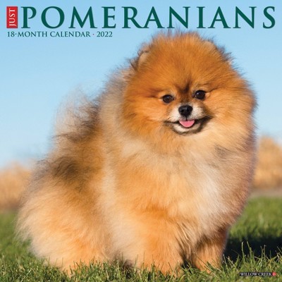 2022 Wall Calendar Just Pomeranians - Willow Creek Press