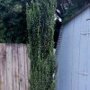 National Plant Network Live Outdoor Sky Pencil Holly Plant - 1ct 1gal - 2 of 4