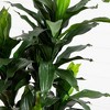 Nearly Natural 5-ft Dracaena Plant UV Resistant (Indoor/Outdoor) - 3 of 4