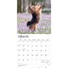 BrownTrout Yorkshire Terriers 2026 12"x24" Hanging Square Wall Calendar Plastic-Free - 3 of 4