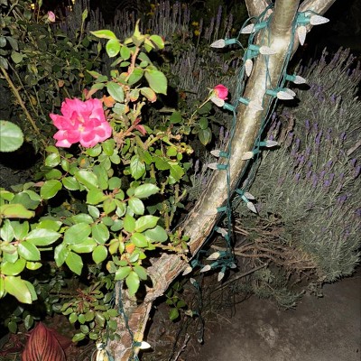 Guest review image 1 of 1, zoom in